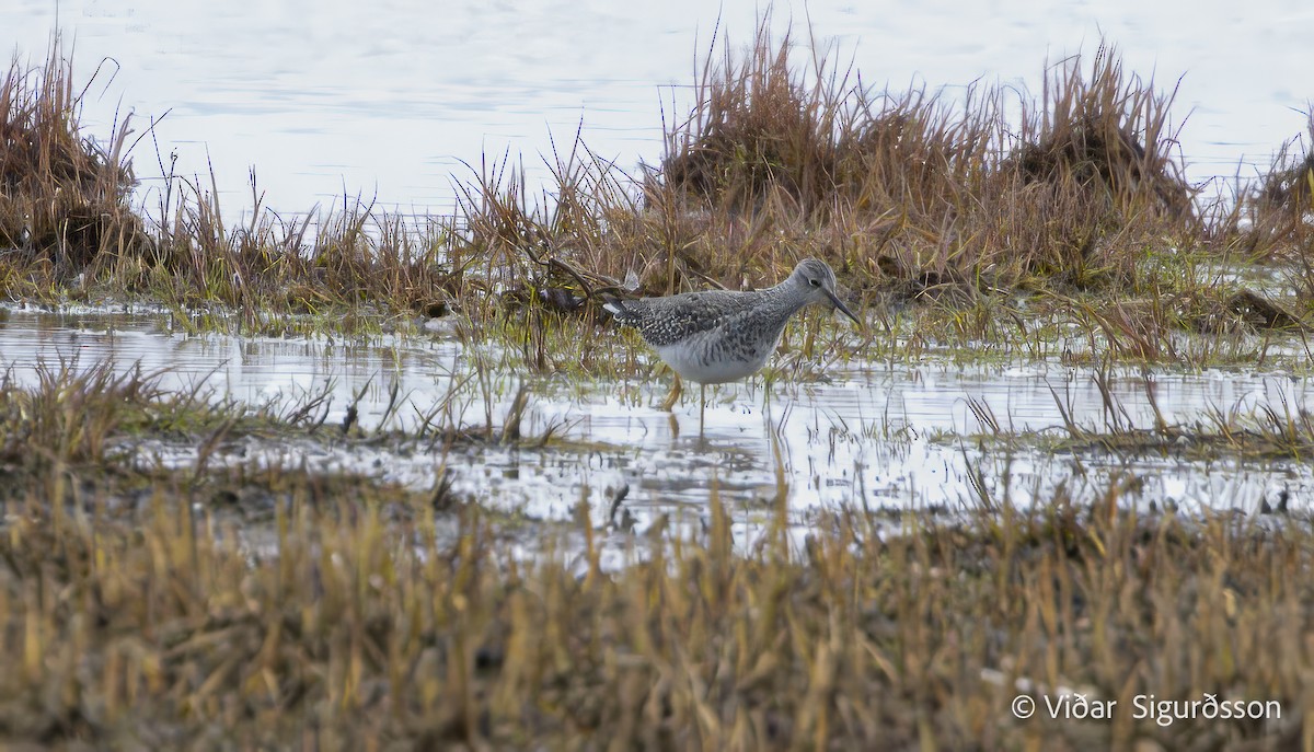 Lesser Yellowlegs - ML645983651