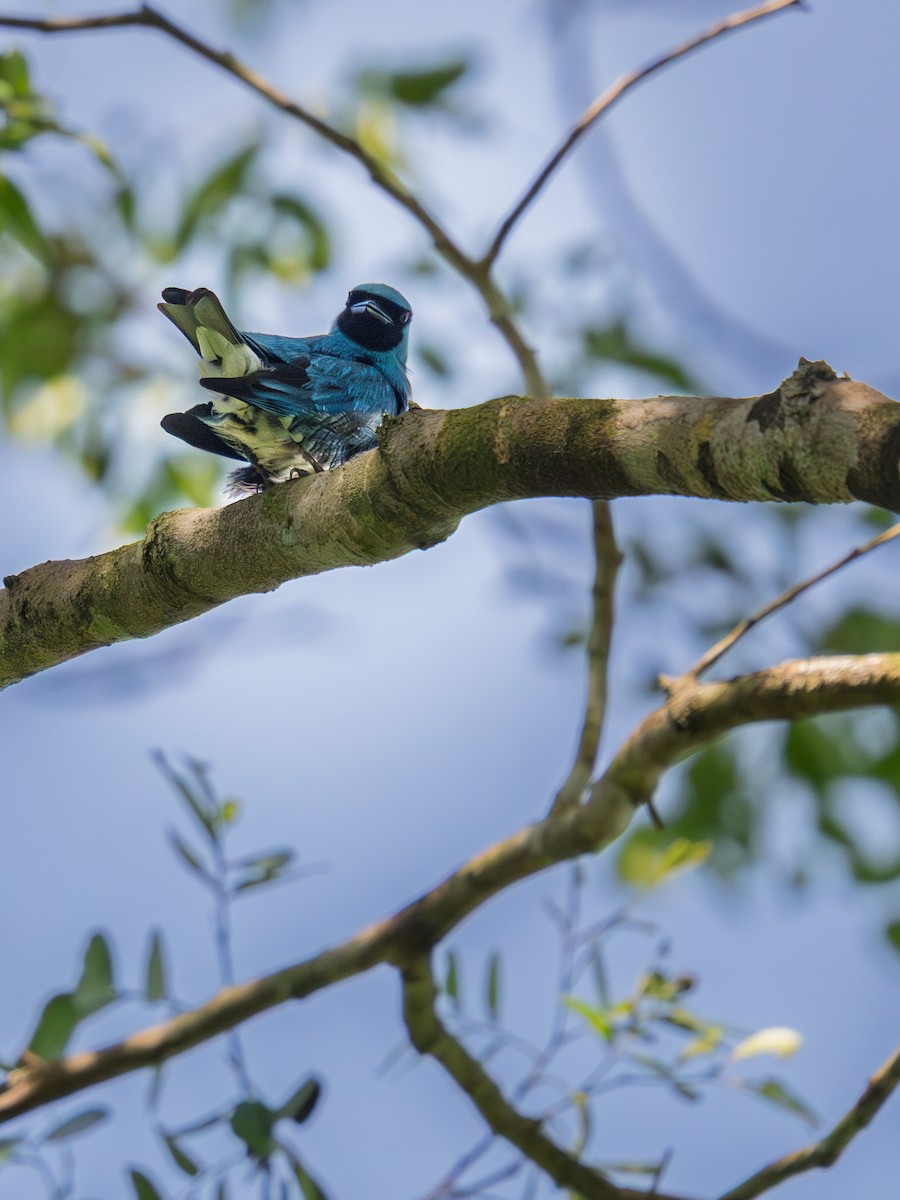 Swallow Tanager - ML645983653