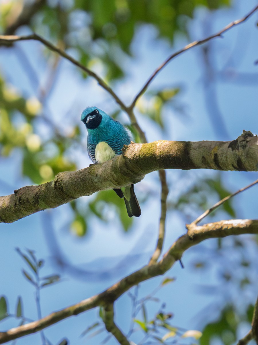 Swallow Tanager - ML645983654