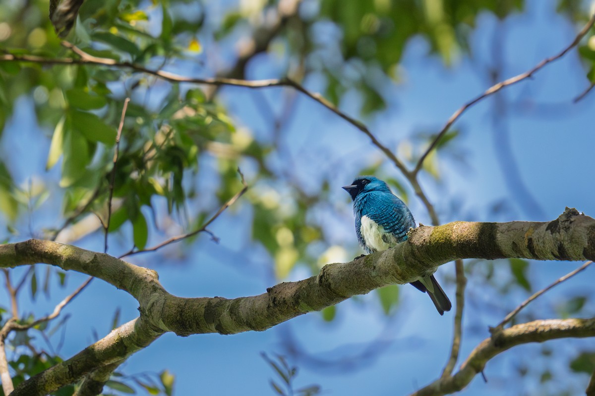 Swallow Tanager - ML645983655