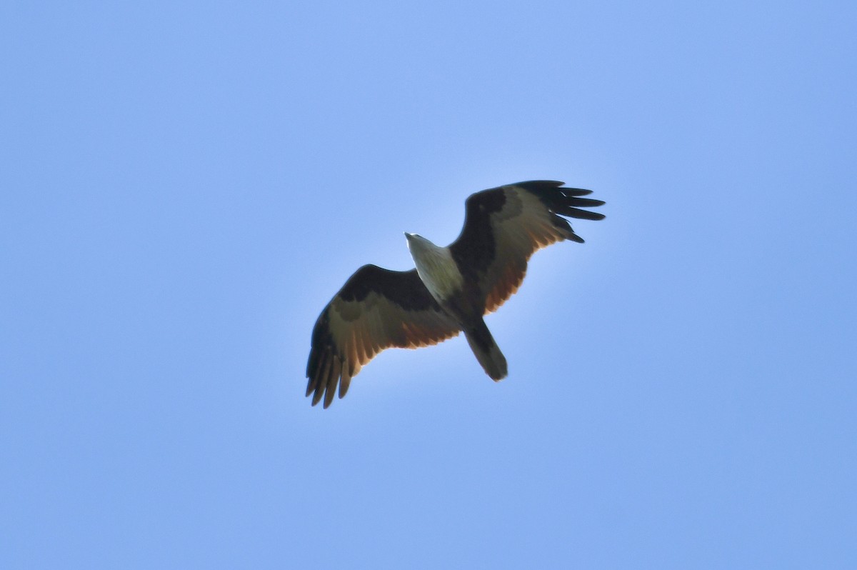 Brahminy Kite - ML645983656
