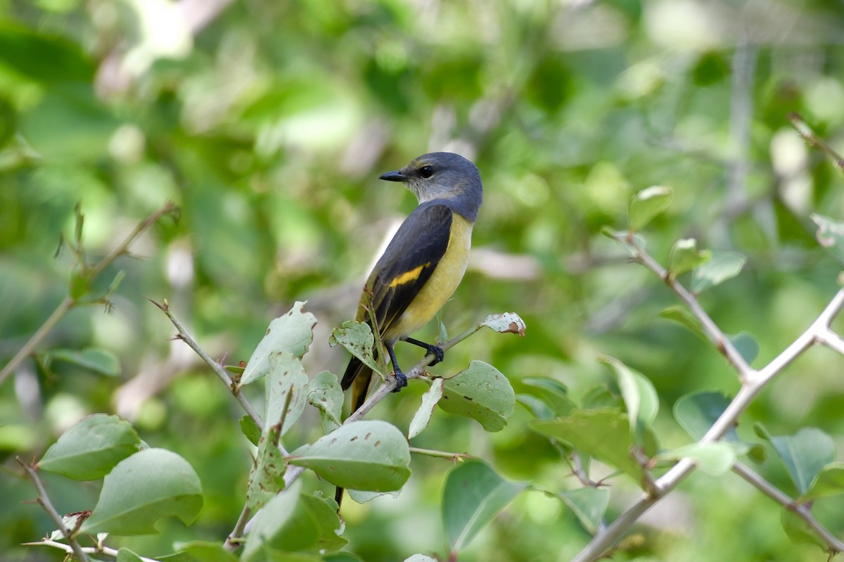 Rosy Minivet - ML645983658