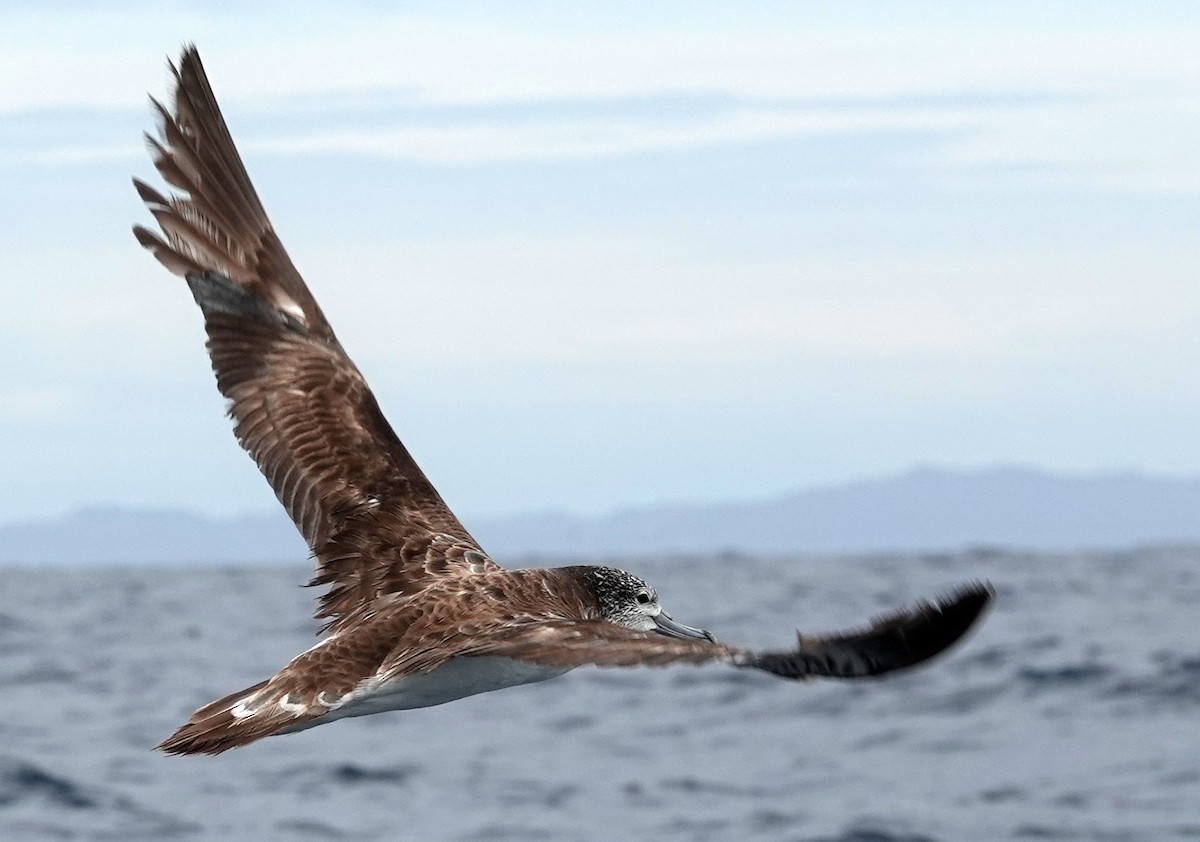 Streaked Shearwater - ML645983660