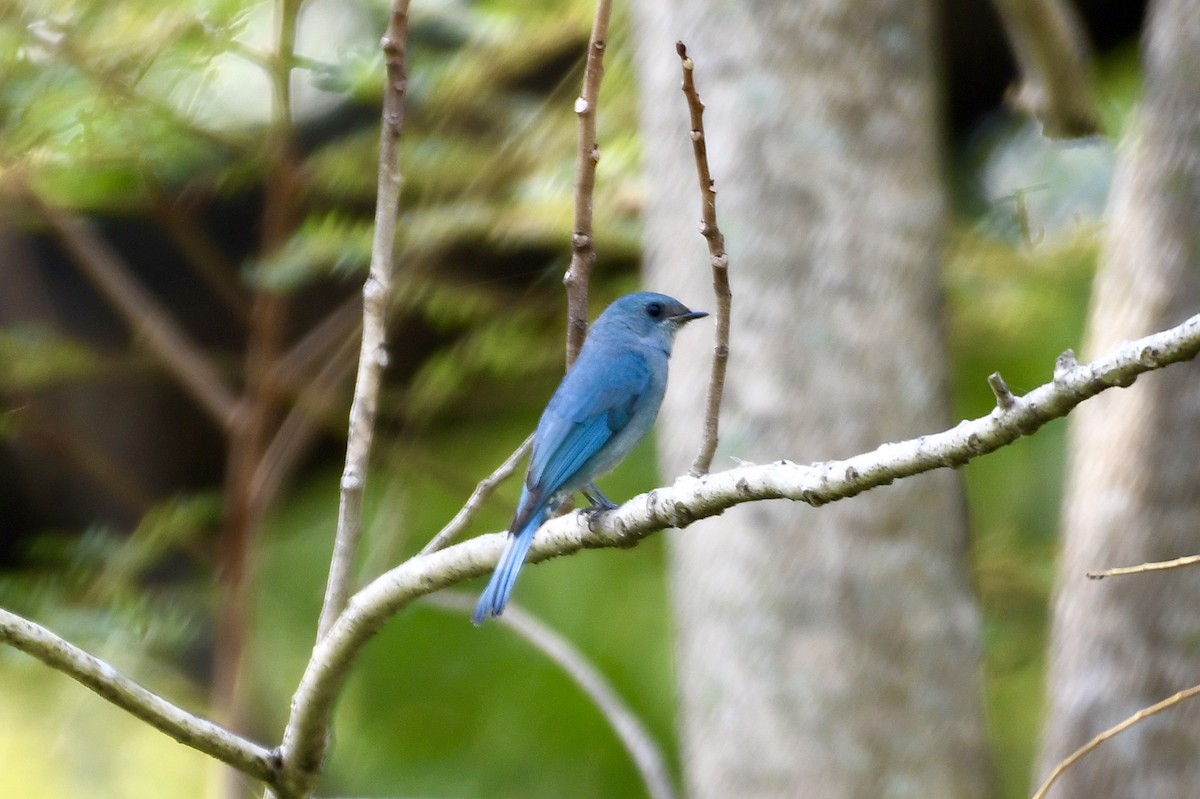 Verditer Flycatcher - ML645983670