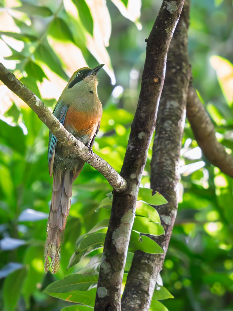 Rufous-capped Motmot - ML645983671