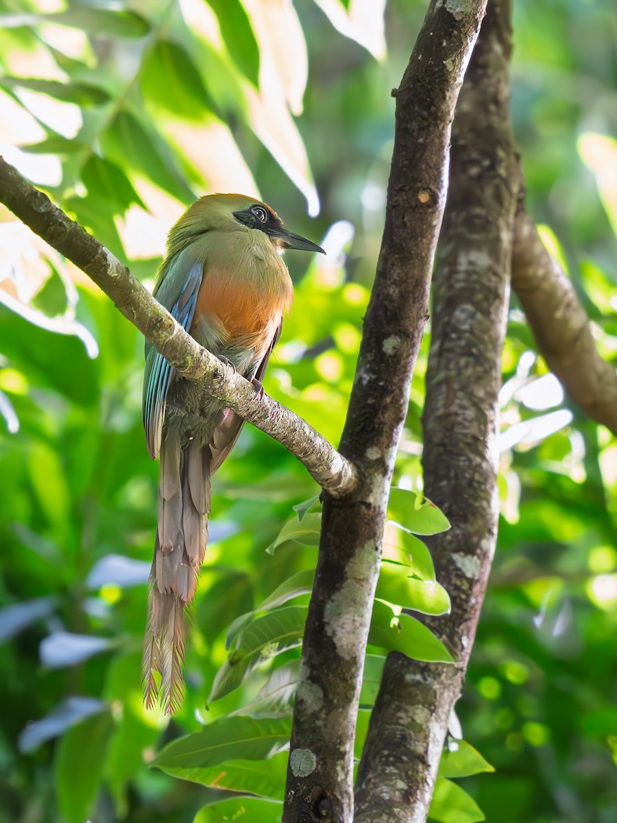 Rufous-capped Motmot - ML645983672