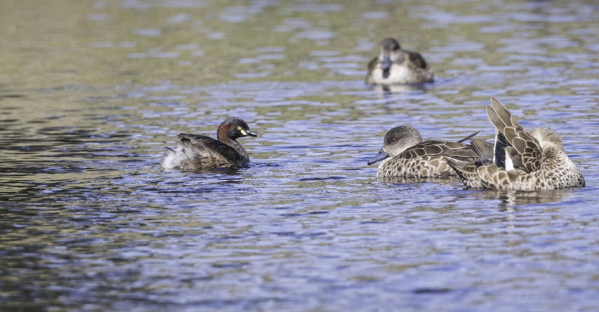 Australasian Grebe - ML645983678