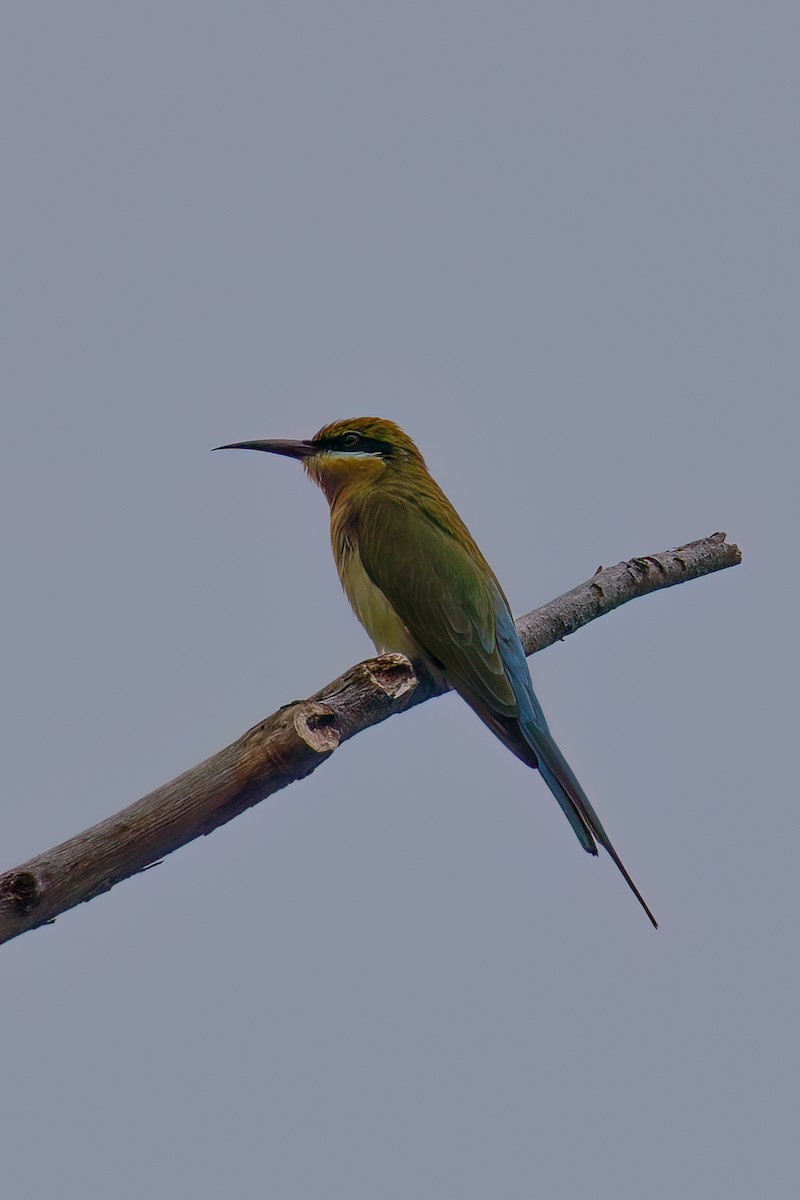 vlha modroocasá - ML645983679