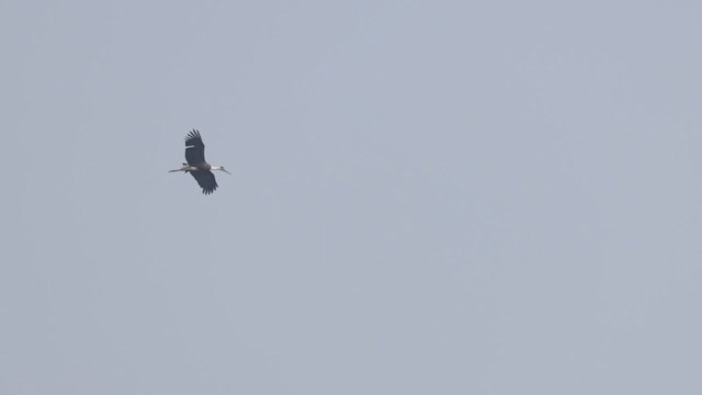 Asian Woolly-necked Stork - ML645983681