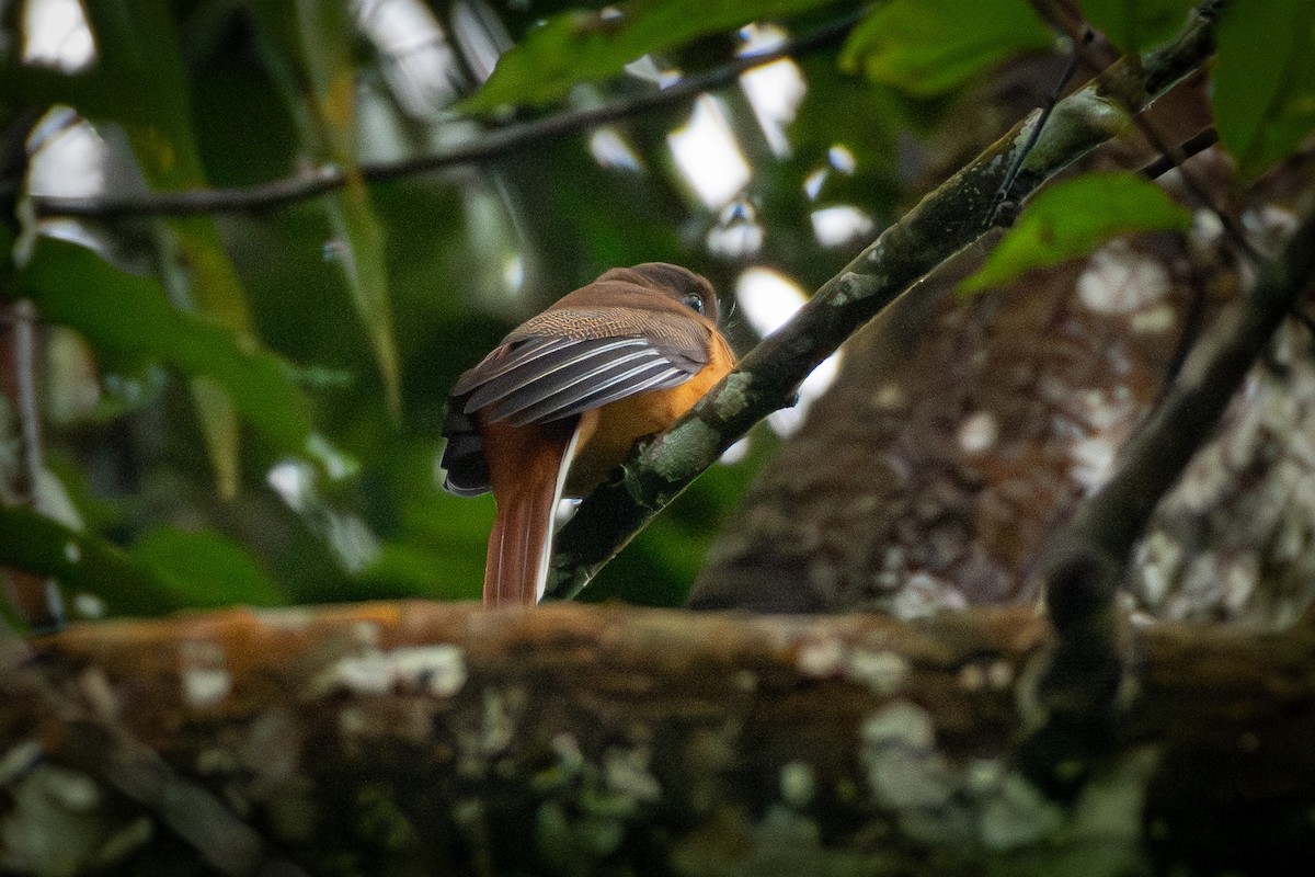 Malabar Trogon - ML645983684