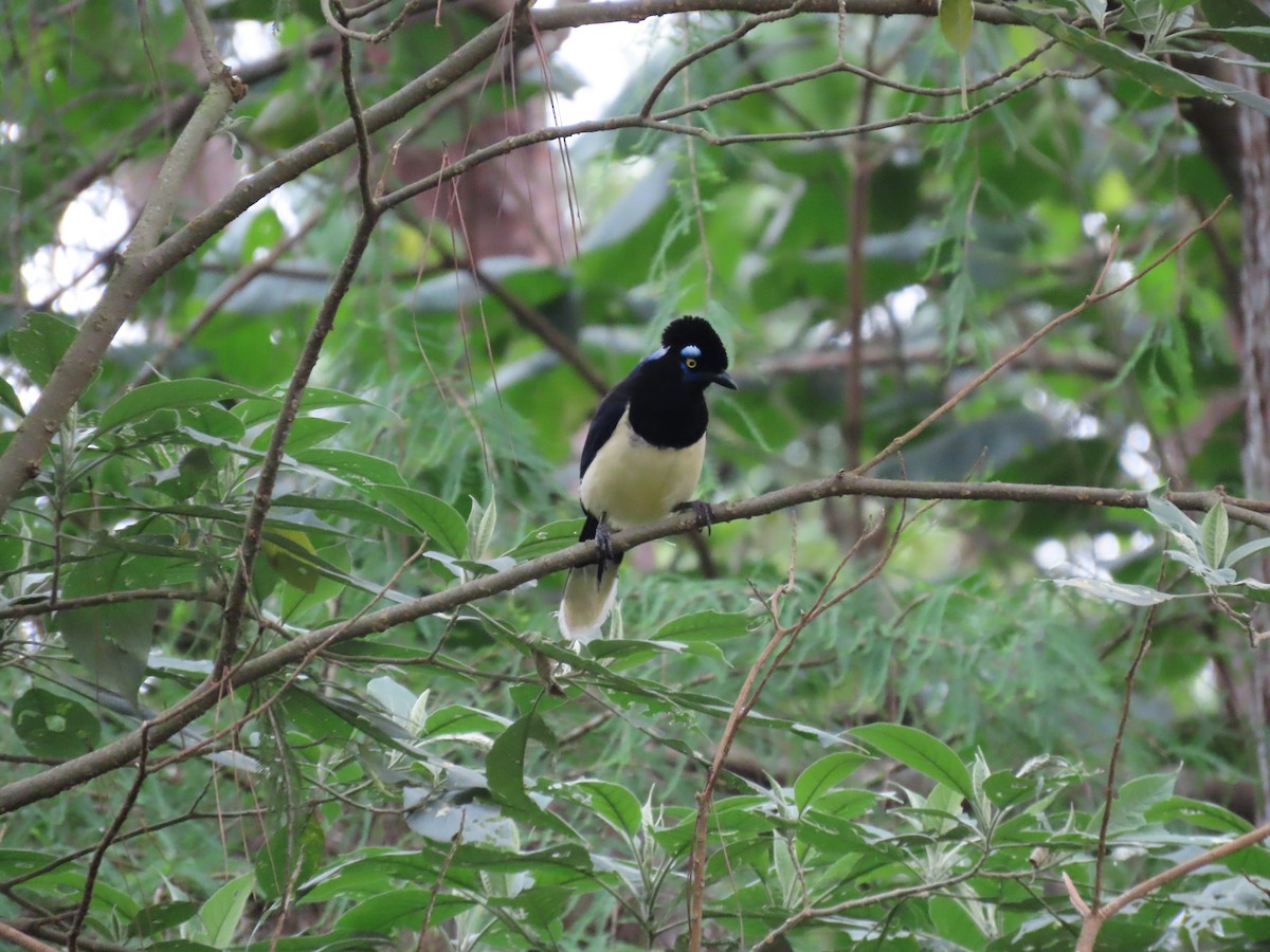 Plush-crested Jay - ML645983688