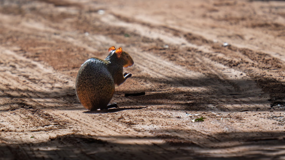 Azara's Agouti - ML645983690