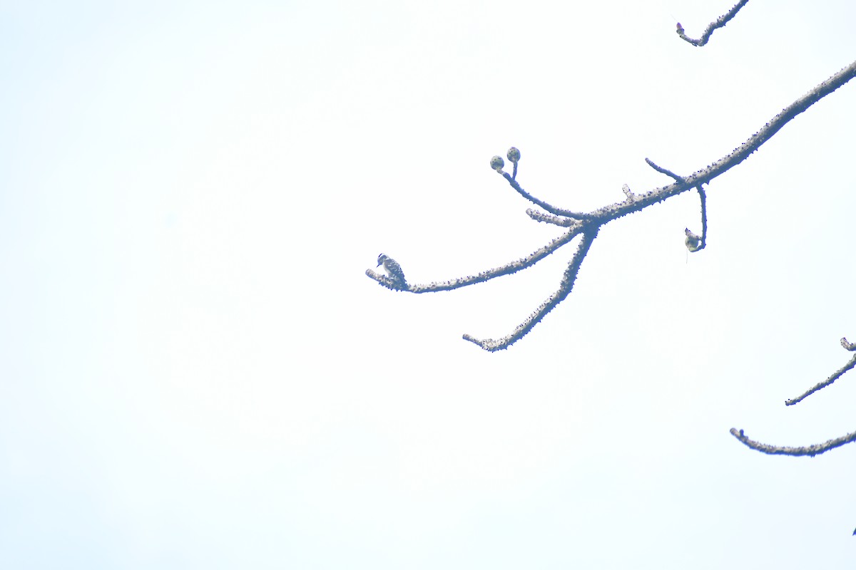 strakapoud hnědohlavý - ML645983706