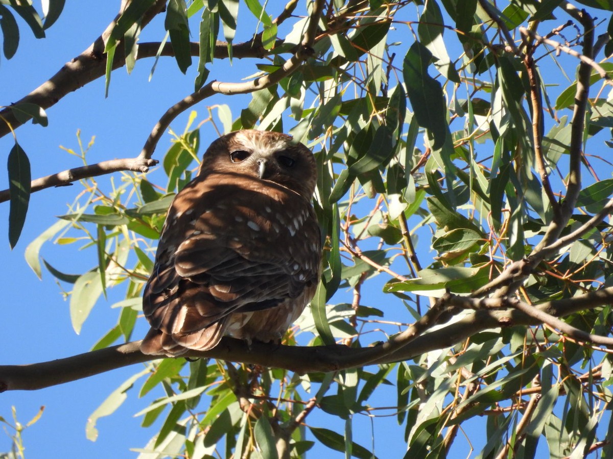 Avustralya Bubuğu - ML645983708