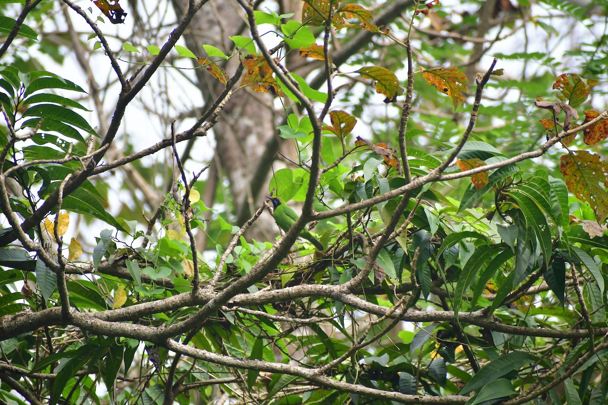 gyllenpannebladfugl - ML645983719