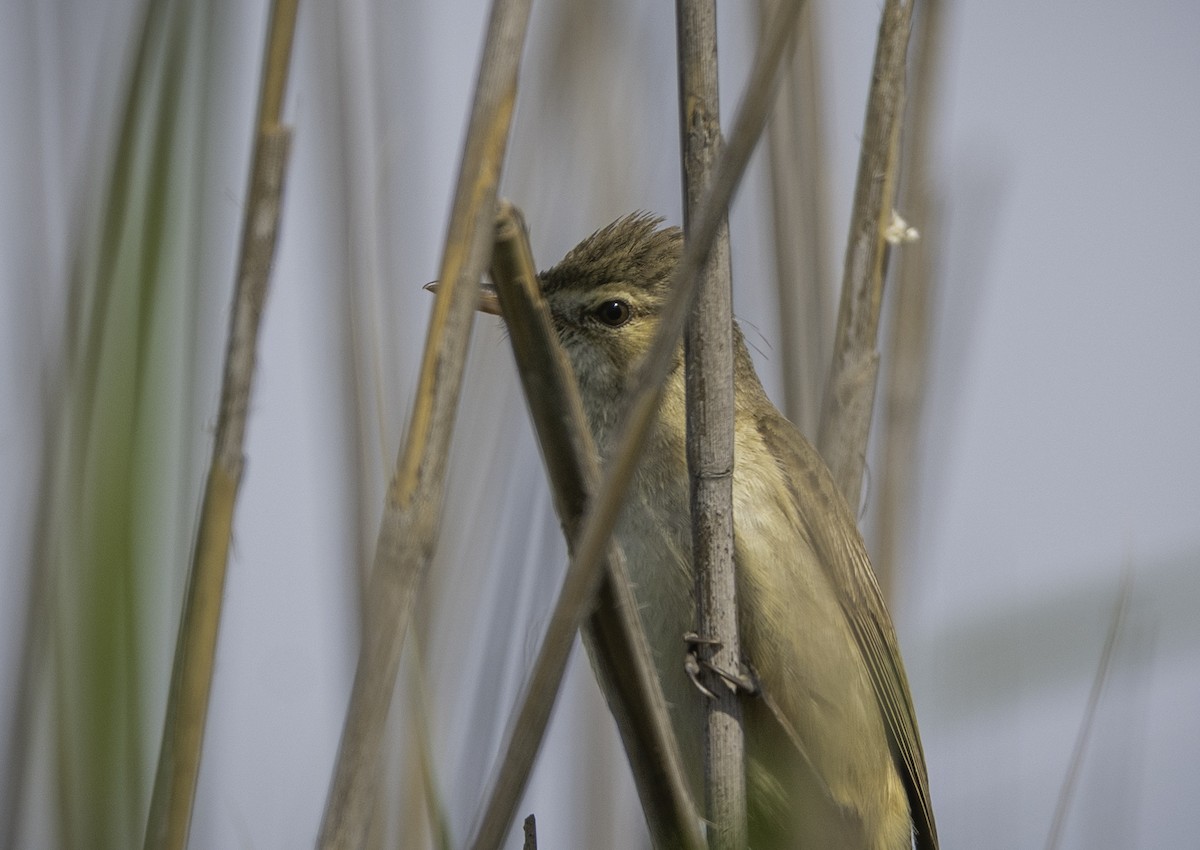 Australian Reed Warbler - ML645983726