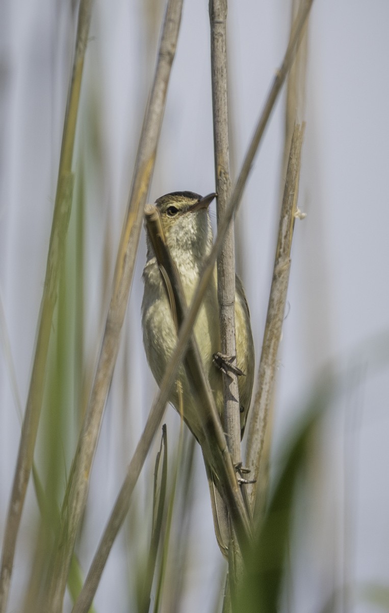 Australian Reed Warbler - ML645983727