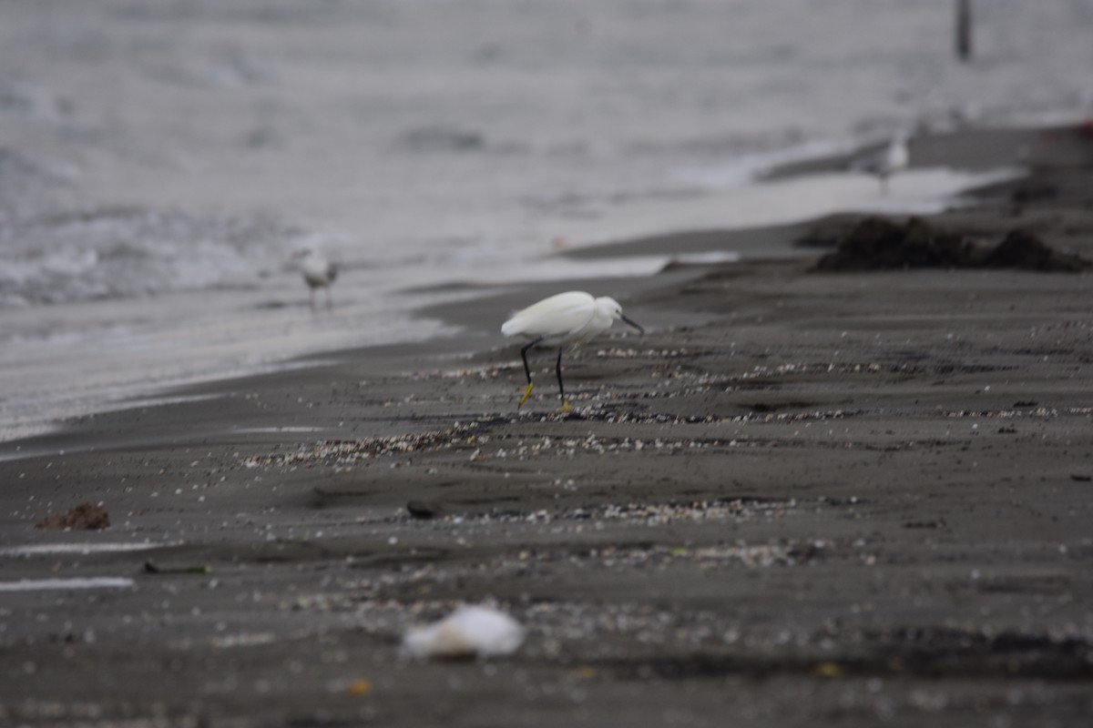 Little Egret - ML645983736