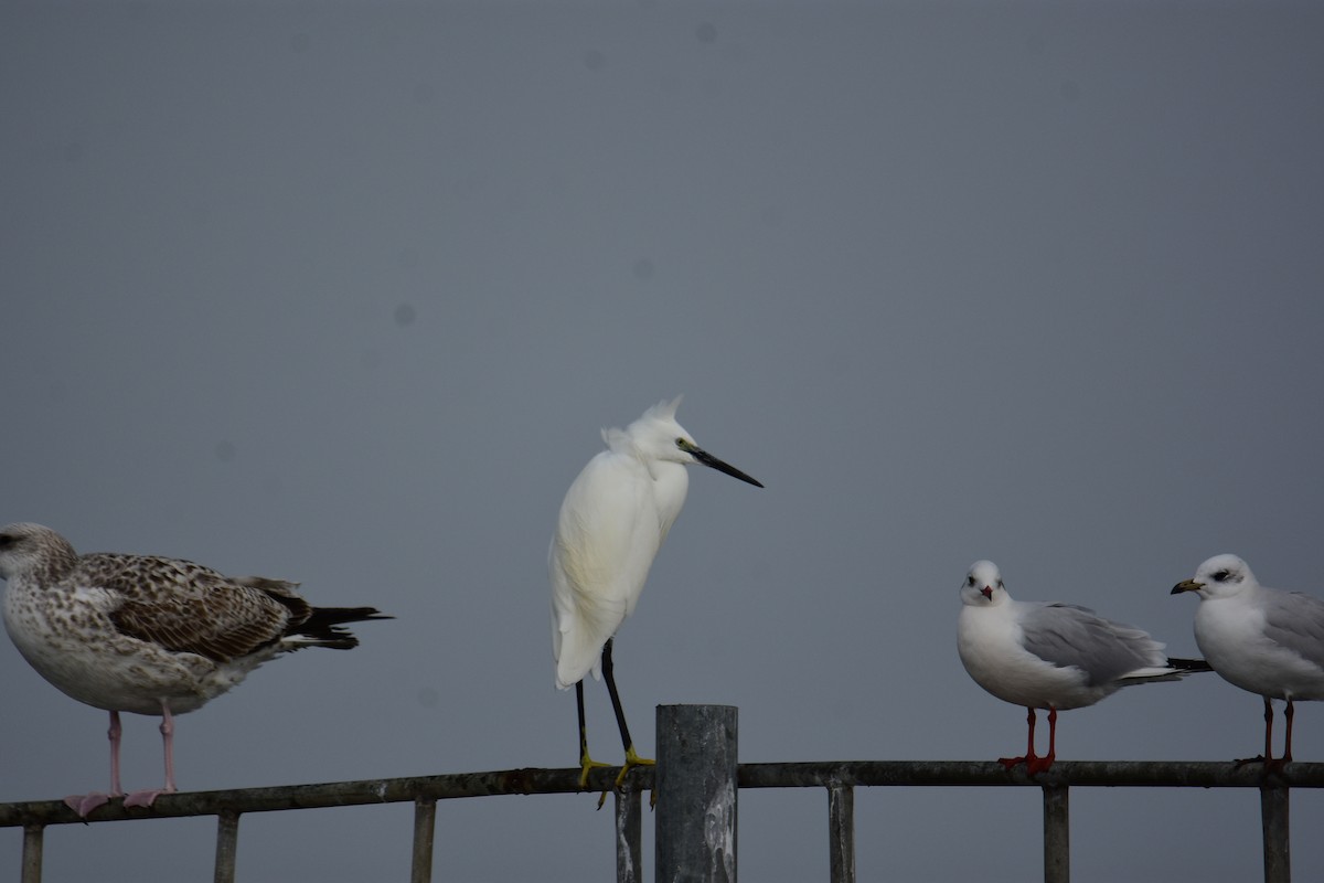 Seidenreiher - ML645983737