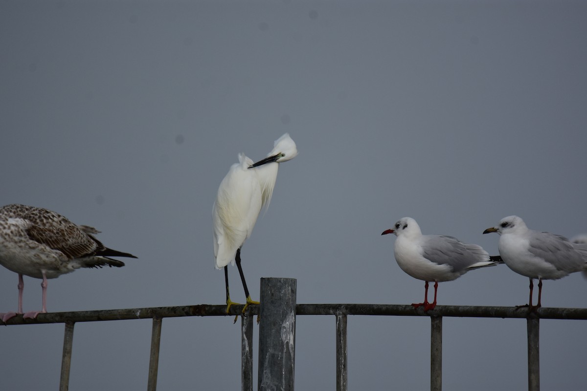 Seidenreiher - ML645983738