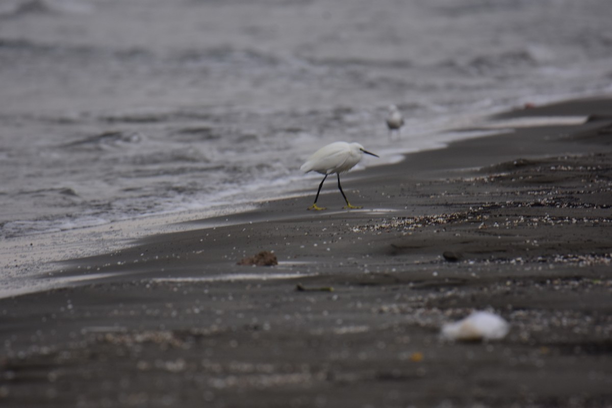 Seidenreiher - ML645983739