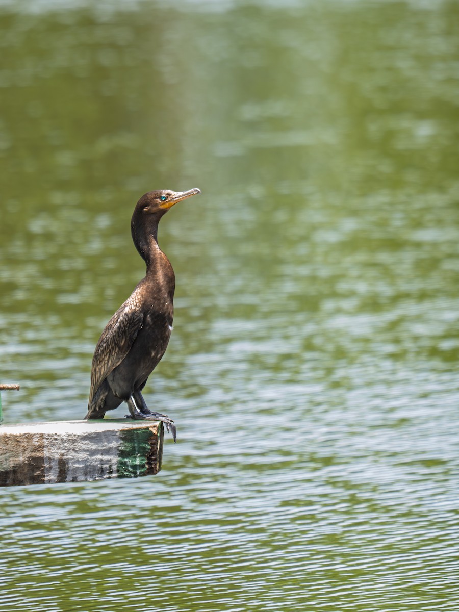 Neotropikal Karabatak - ML645983740