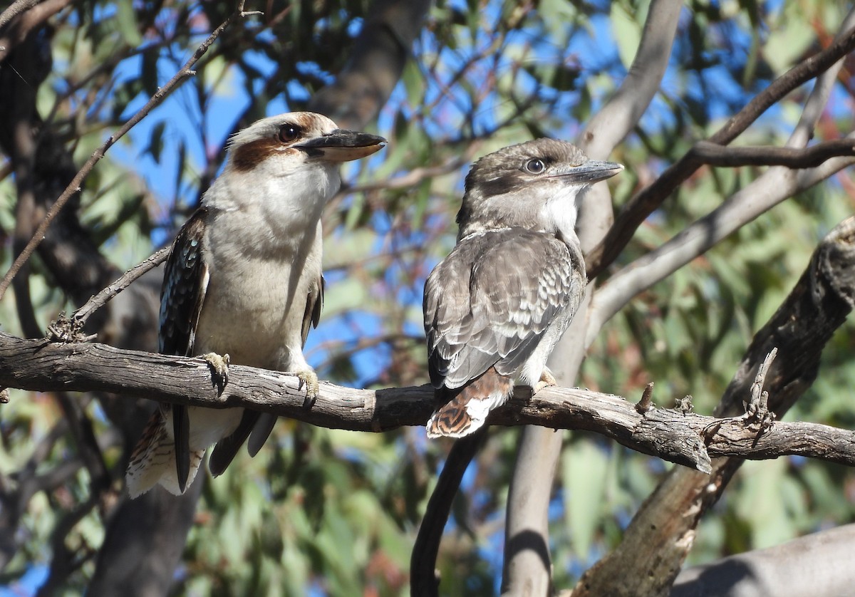 Laughing Kookaburra - ML645983749