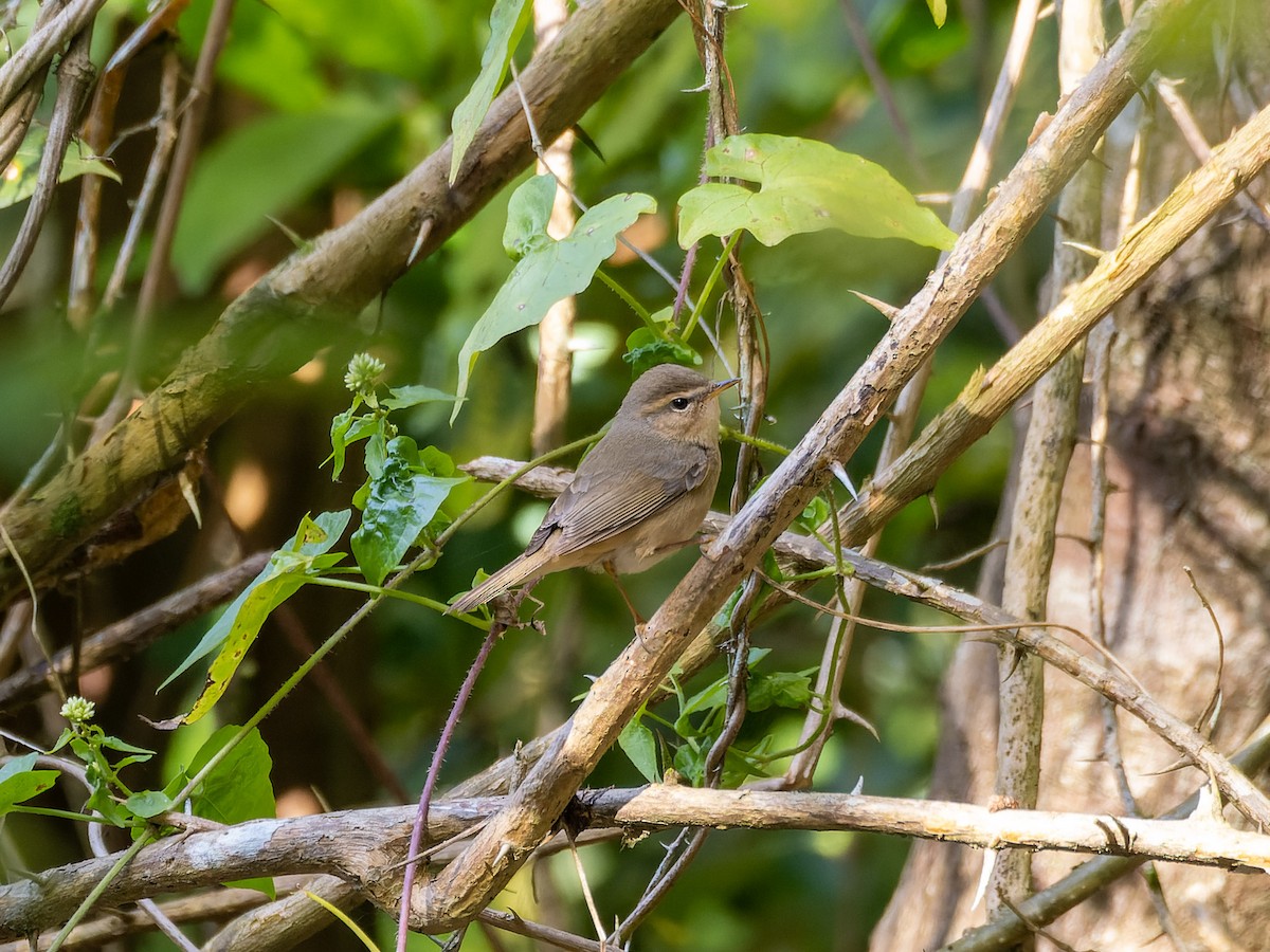 עלווית כהה - ML645983750