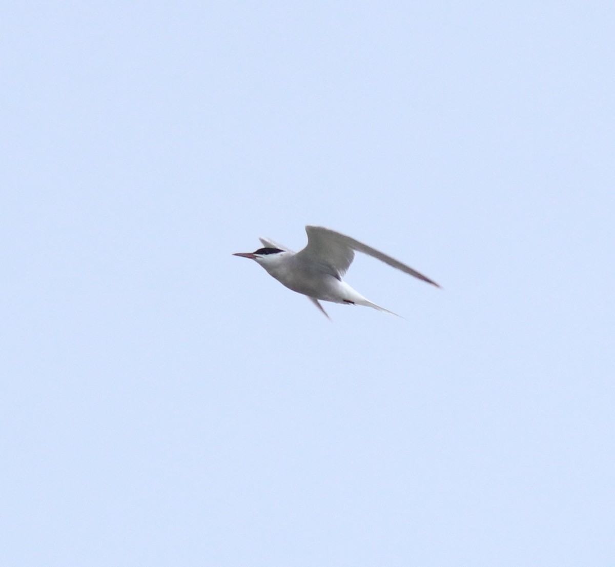 Common Tern - ML645983754