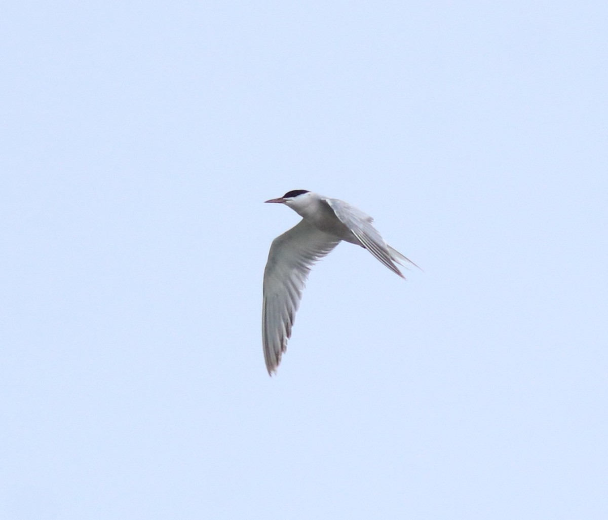 Common Tern - ML645983755