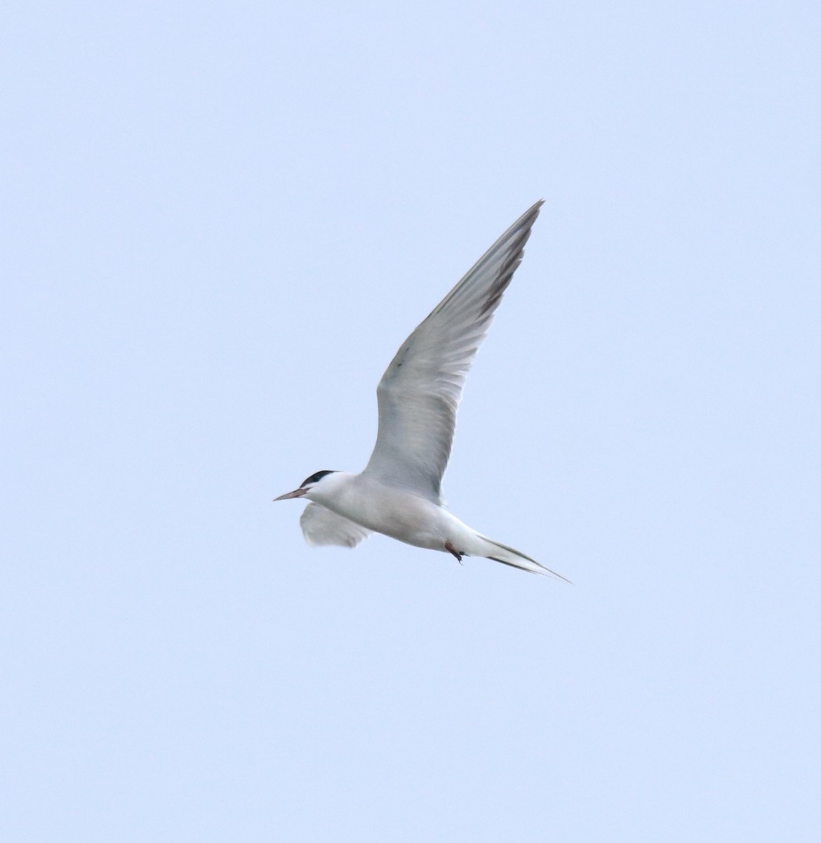 Common Tern - ML645983756