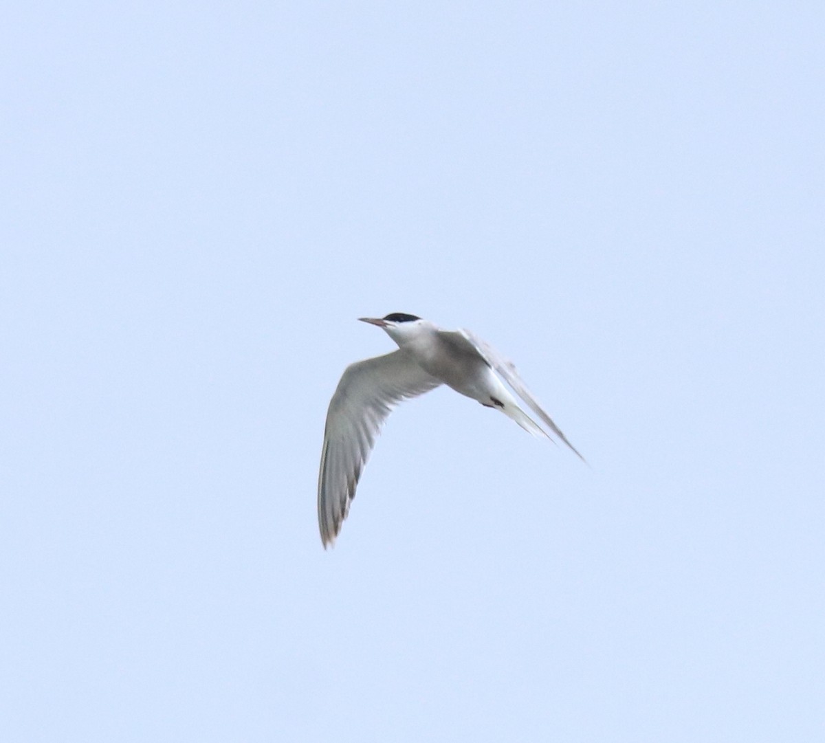 Common Tern - ML645983757