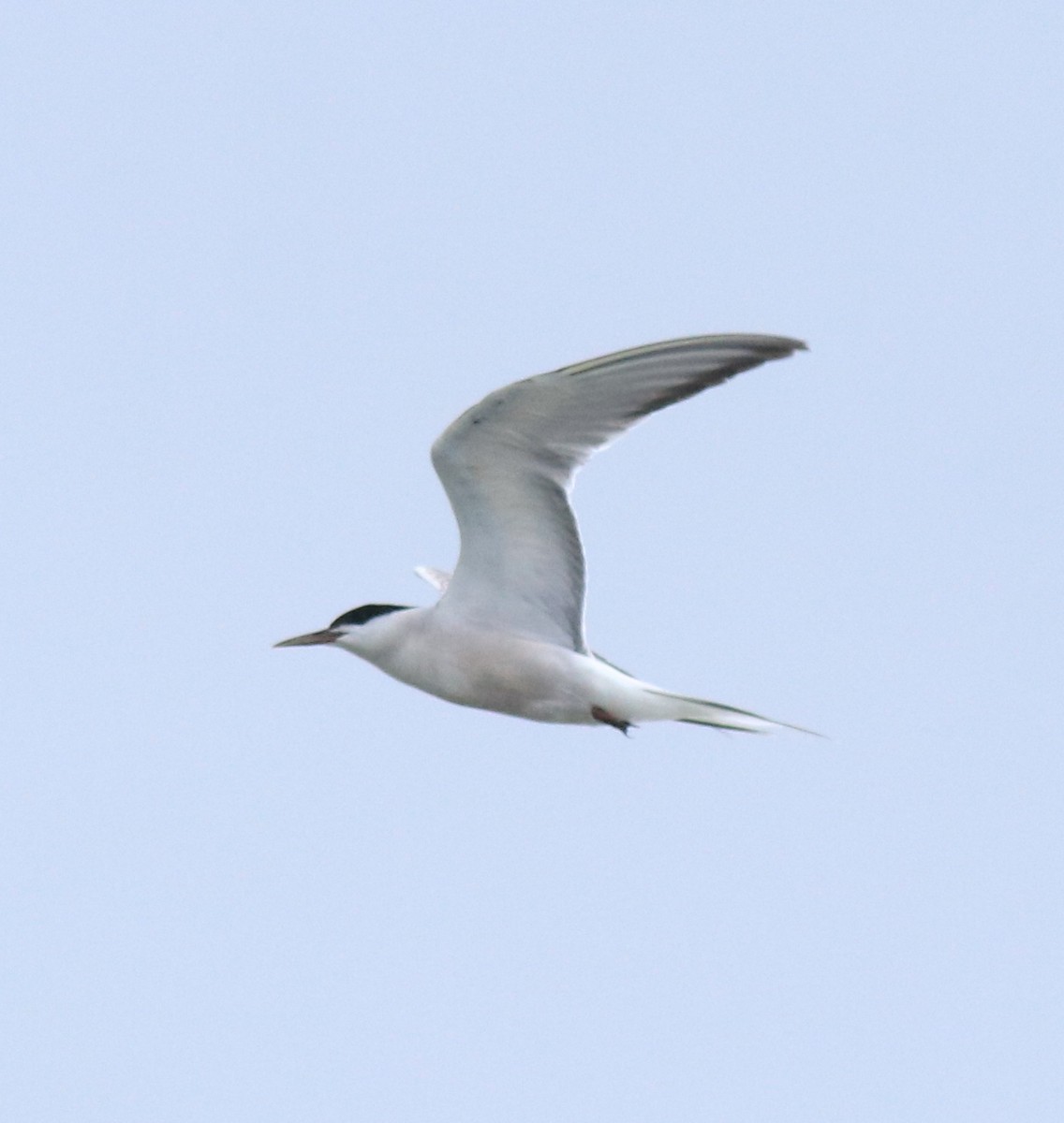 Common Tern - ML645983758