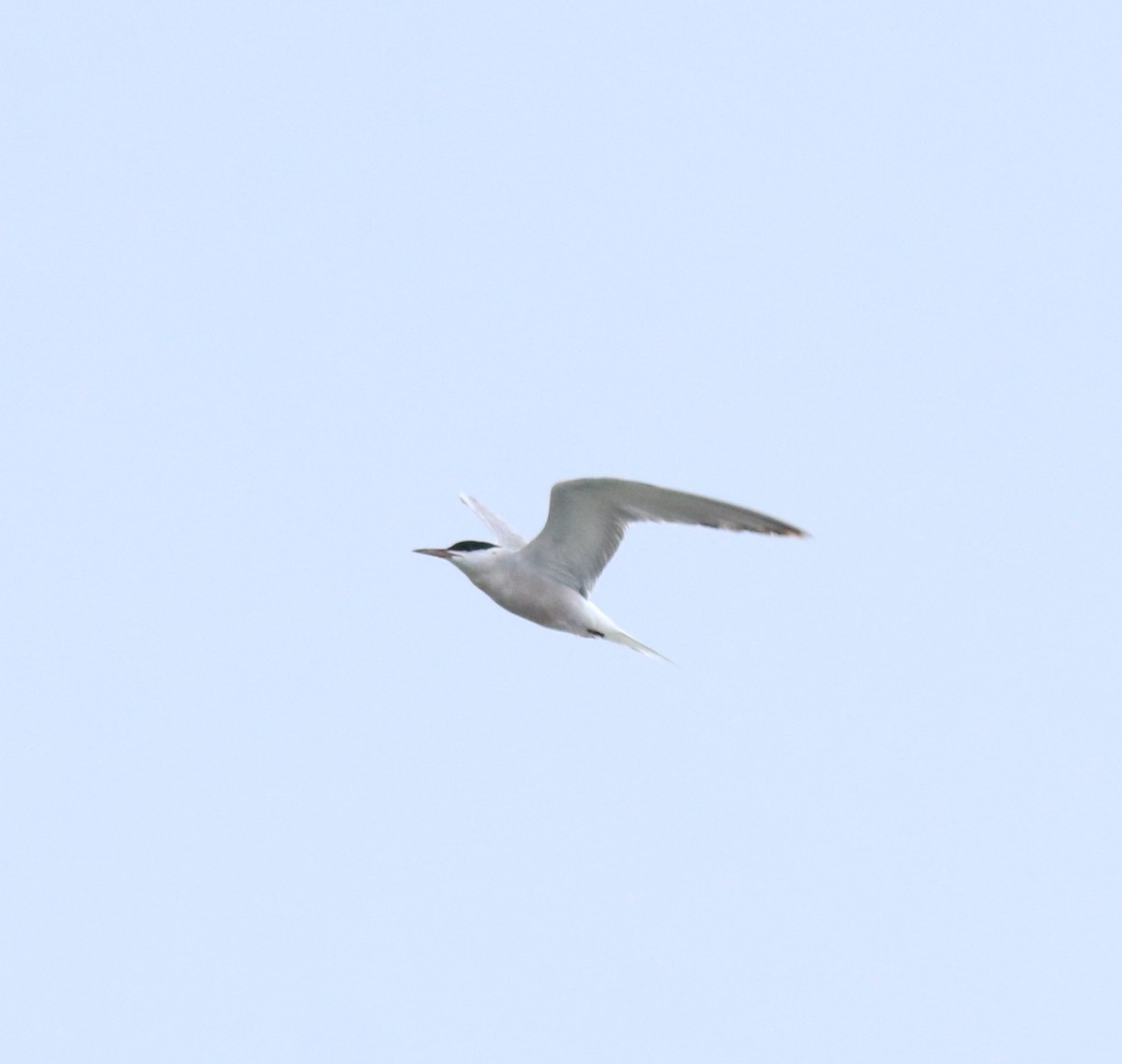 Common Tern - ML645983759