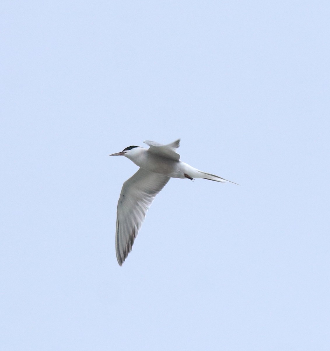 Common Tern - ML645983760