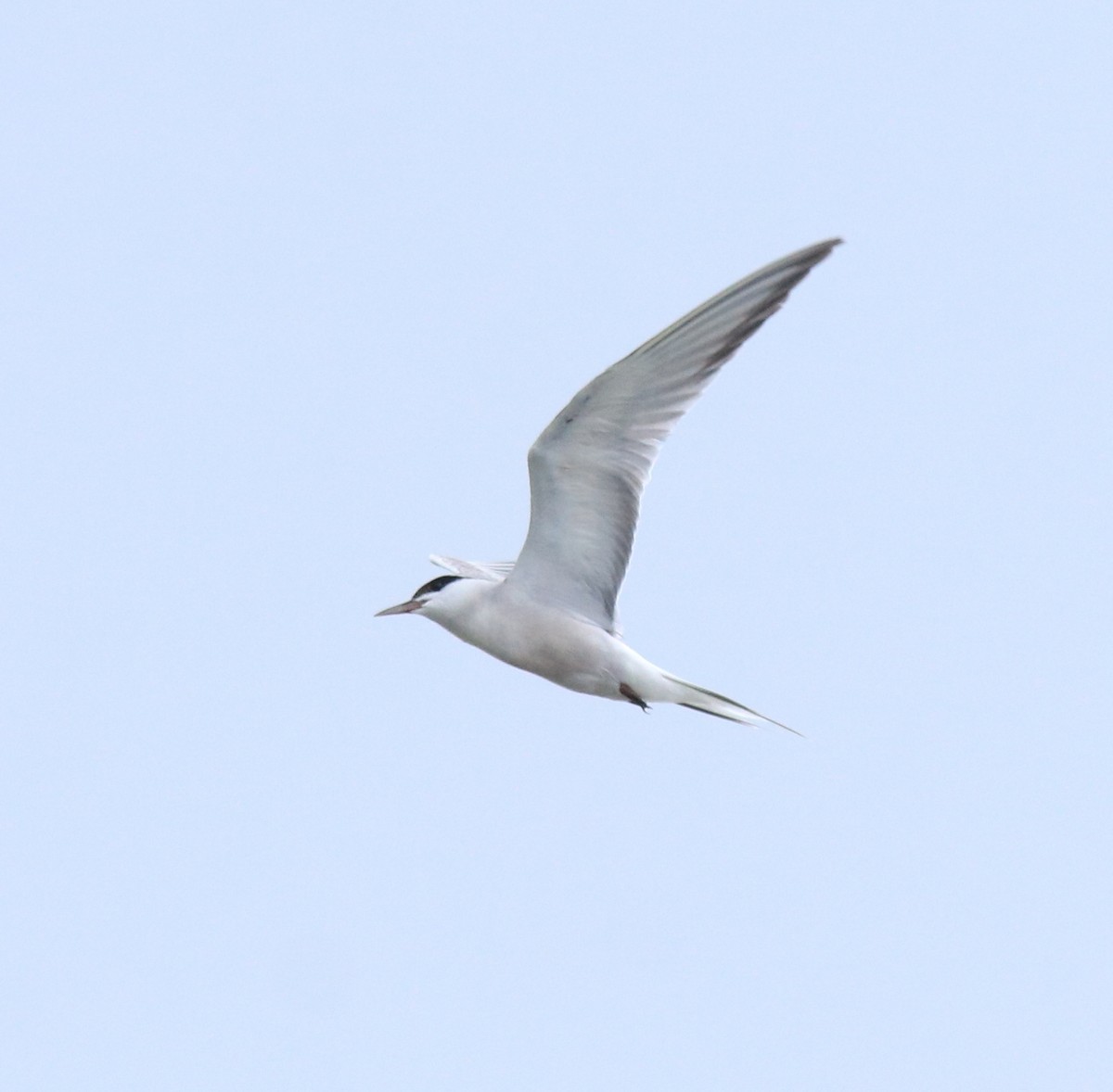 Common Tern - ML645983761
