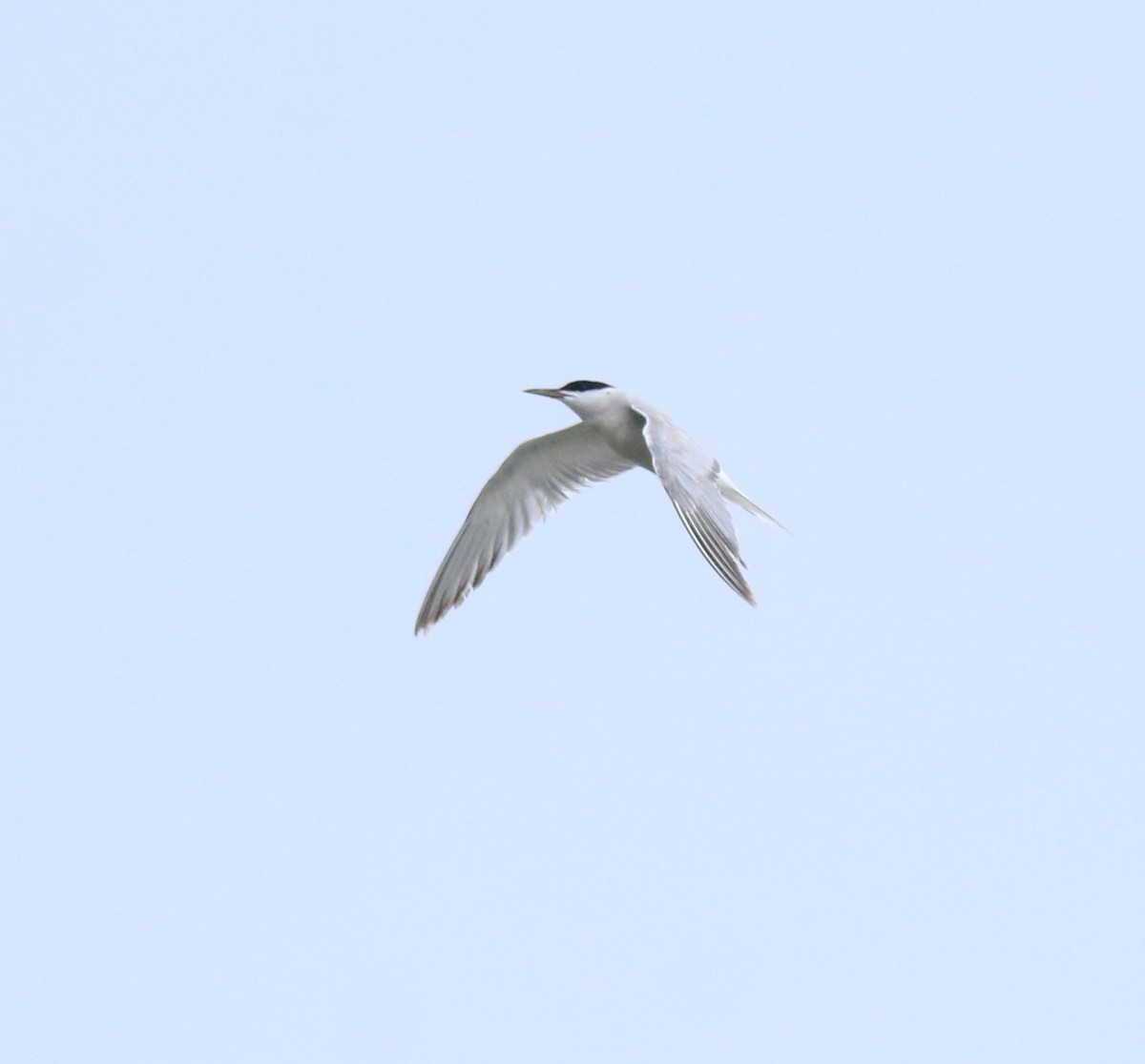 Common Tern - ML645983762