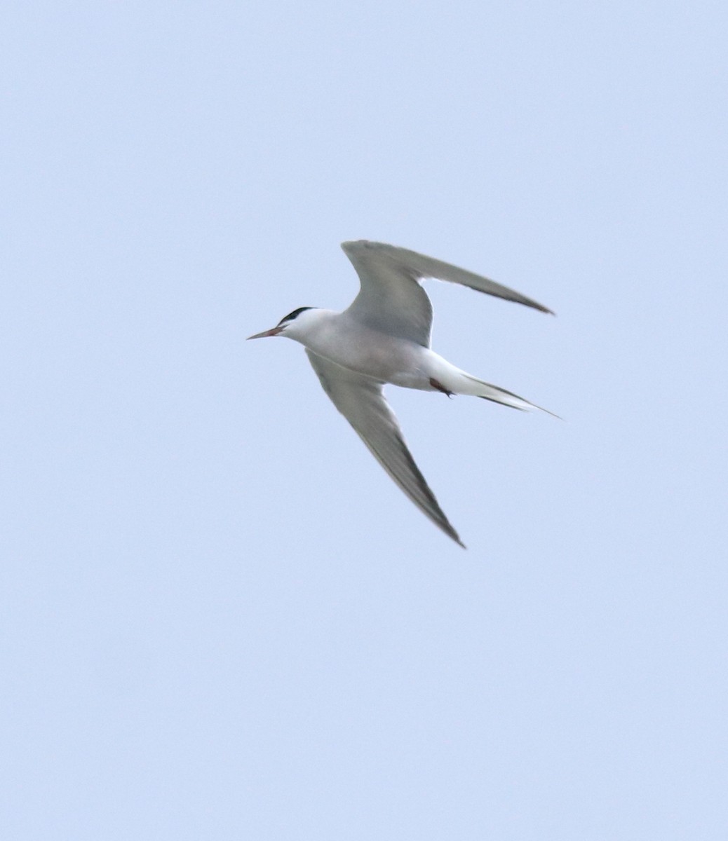 Common Tern - ML645983763