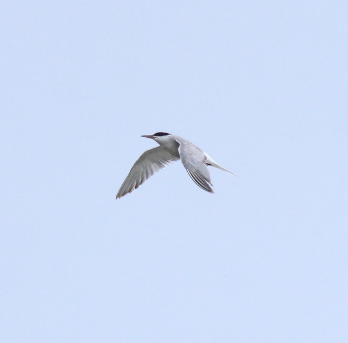 Common Tern - ML645983764