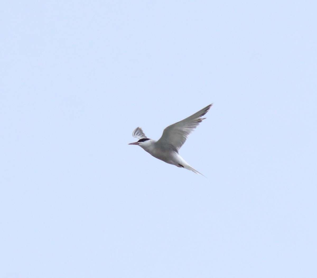 Common Tern - ML645983765
