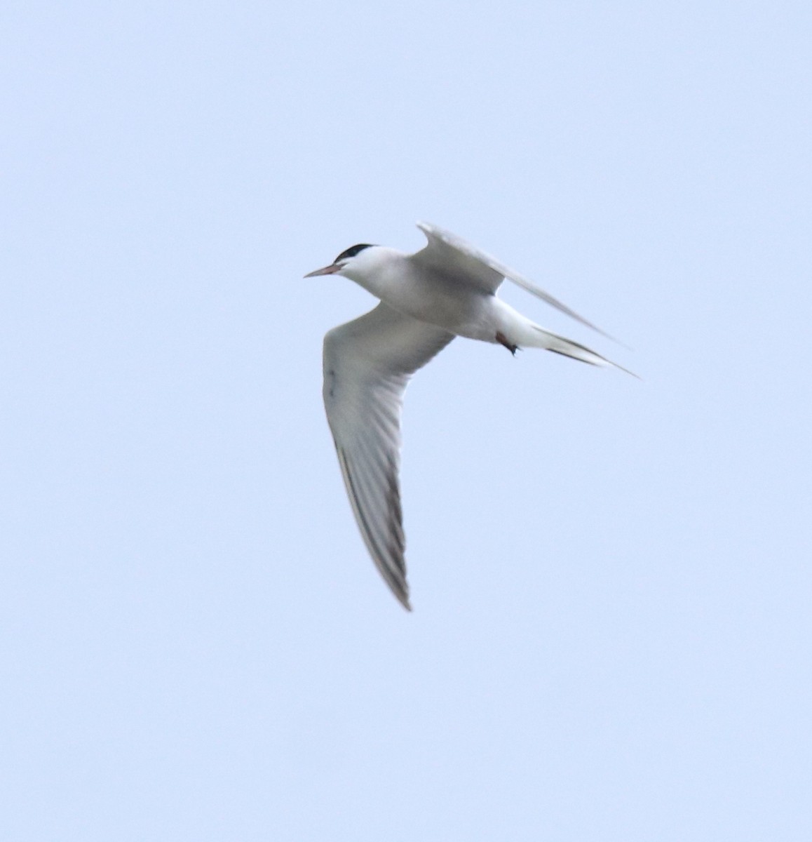 Common Tern - ML645983766