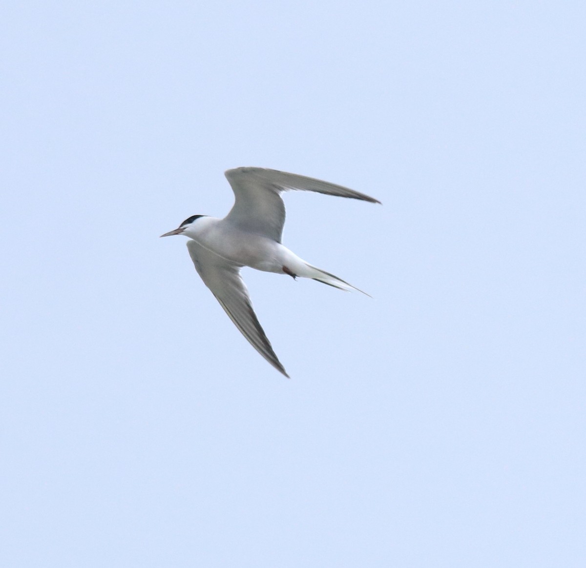 Common Tern - ML645983767