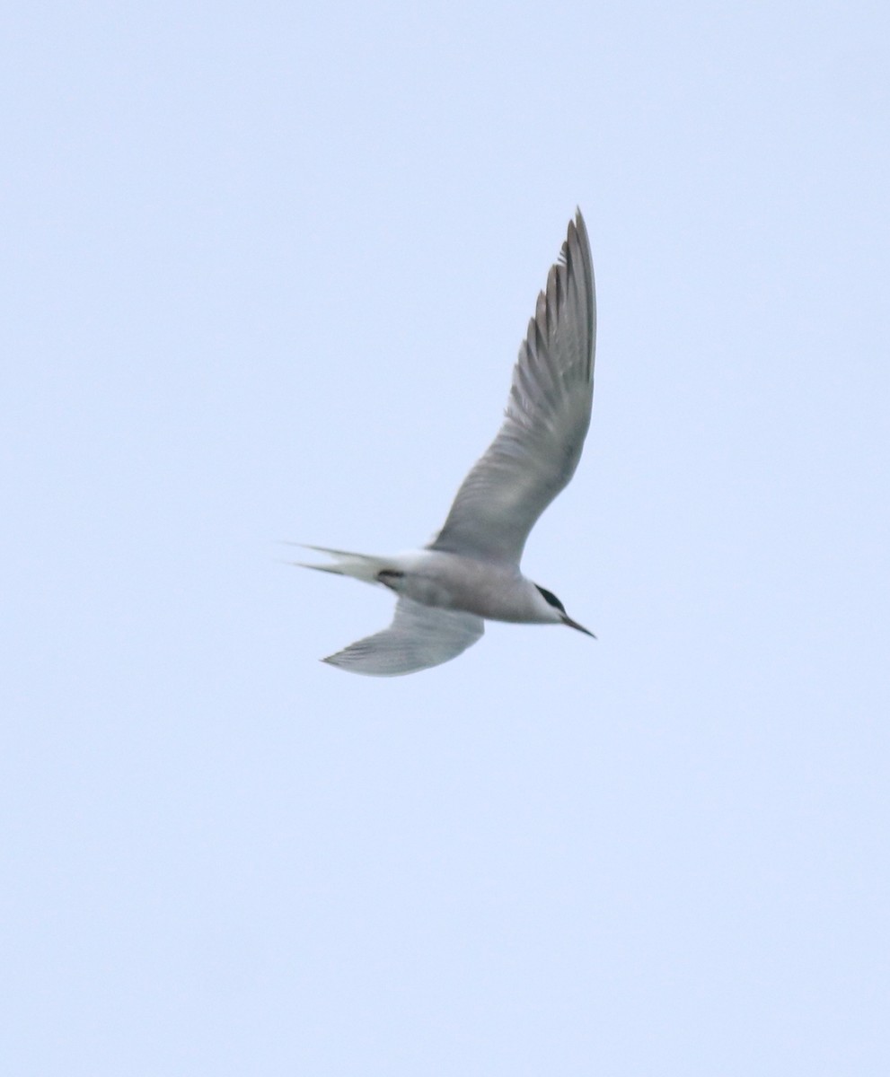 Common Tern - ML645983768