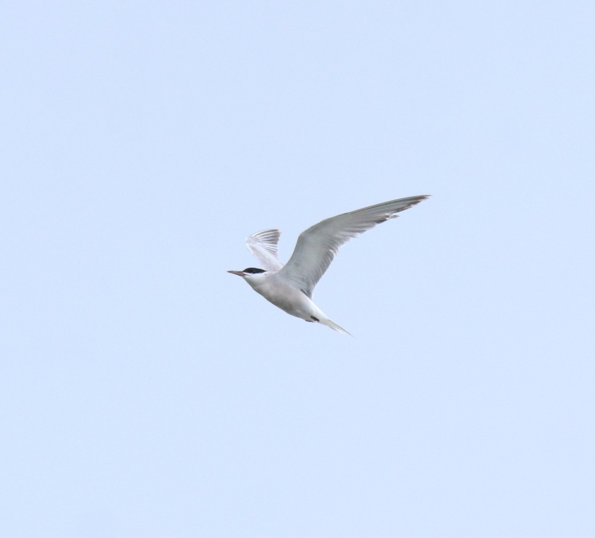 Common Tern - ML645983769