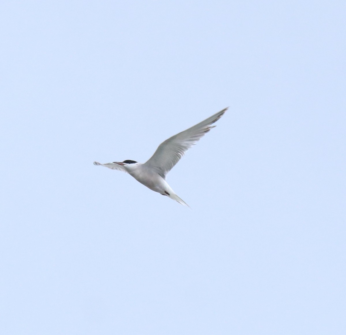 Common Tern - ML645983770