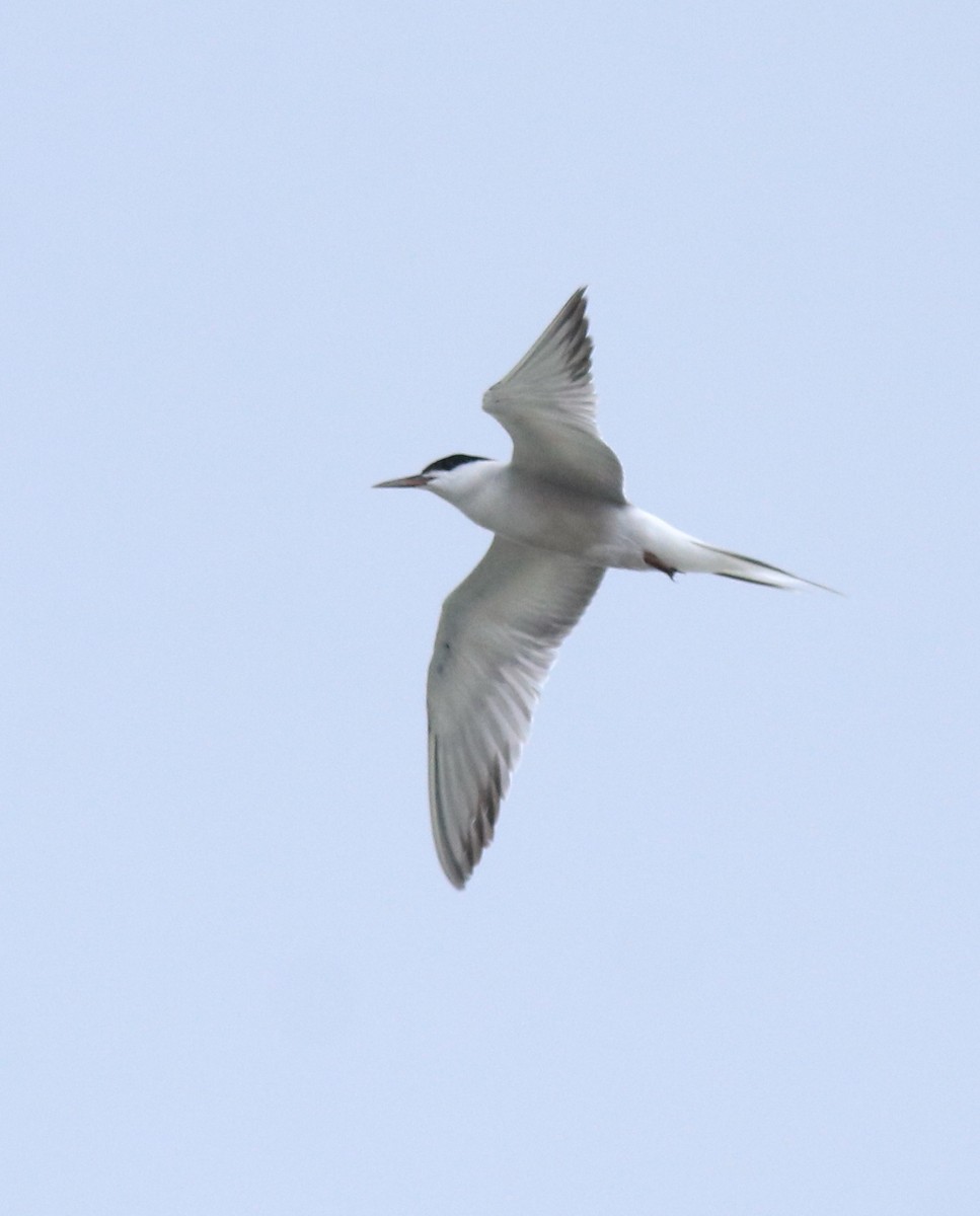 Common Tern - ML645983771