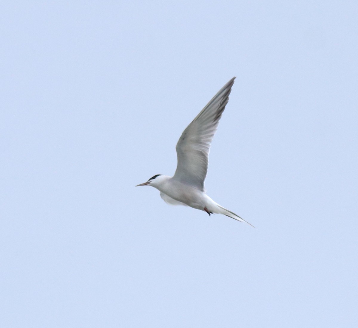 Common Tern - ML645983772