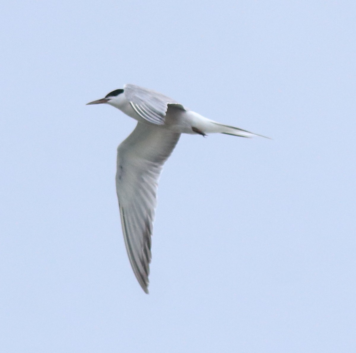 Common Tern - ML645983773