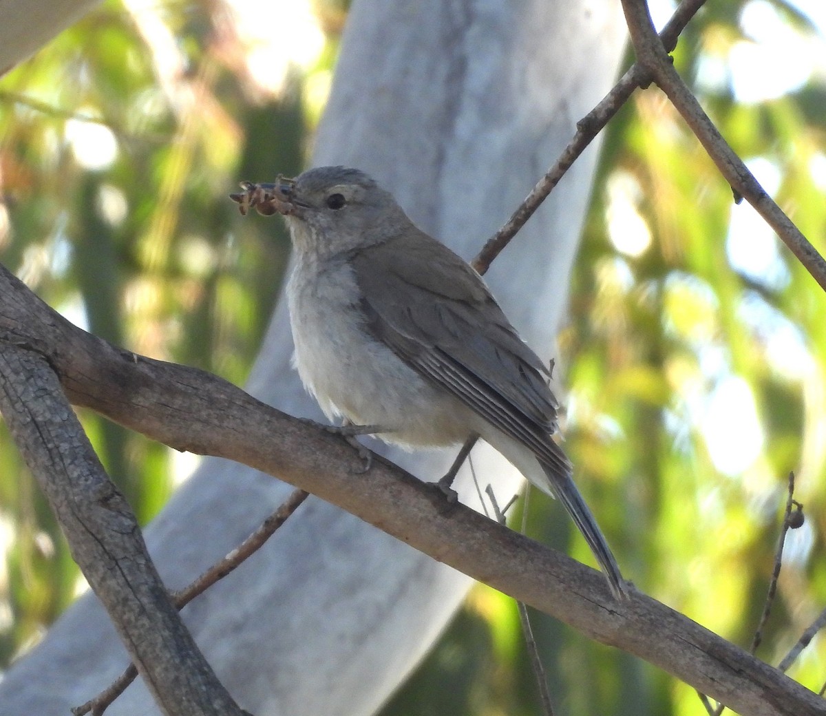 Gray Shrikethrush - ML645983775