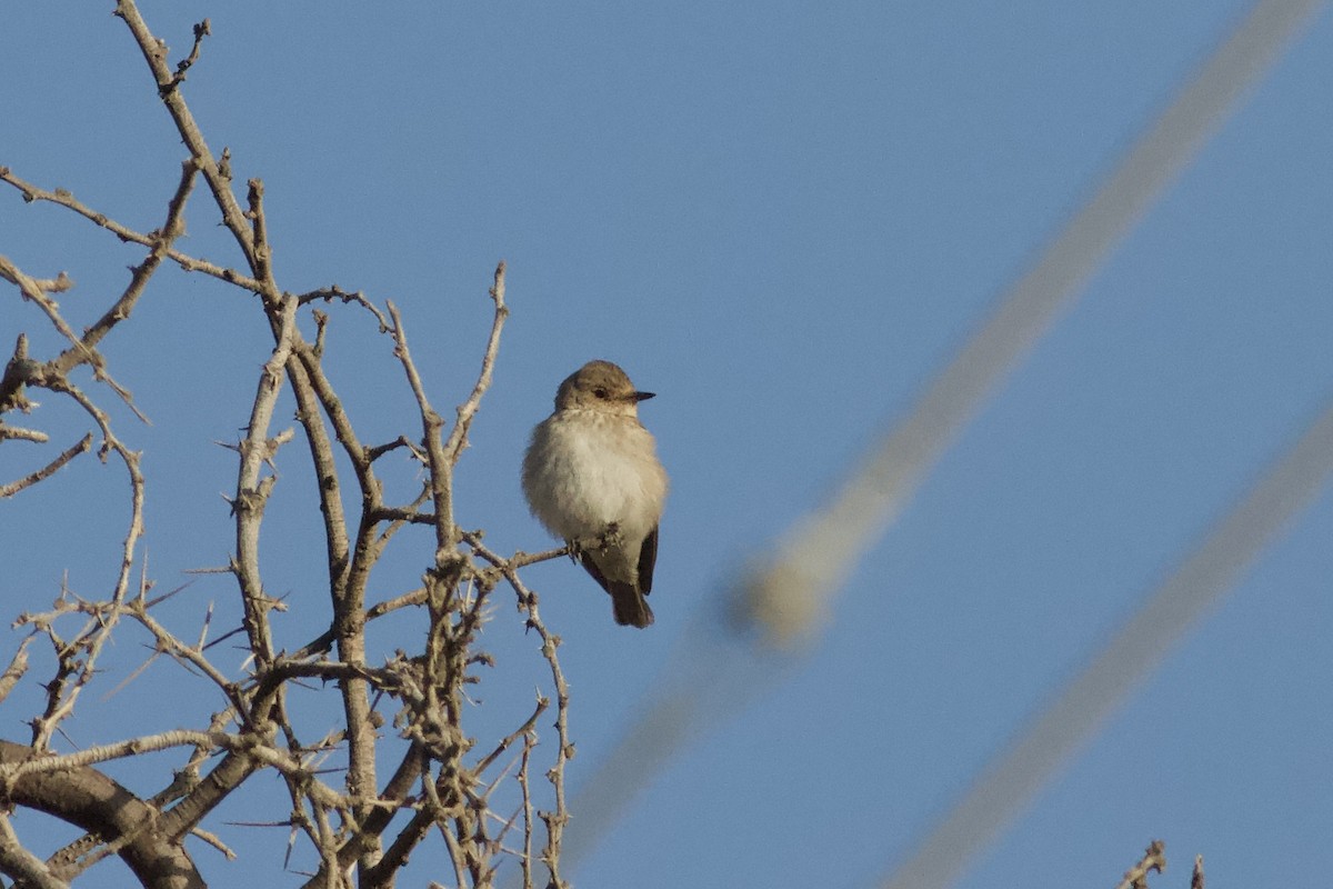 Spotted Flycatcher - ML645983776